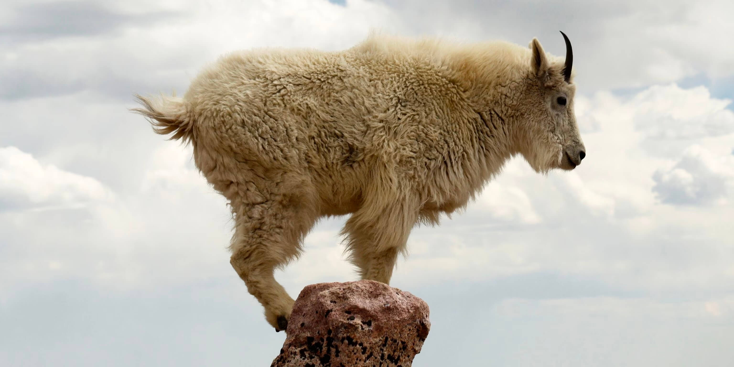 Mountain goat, origin: https://www.nationalgeographic.com/animals/mammals/facts/mountain-goat